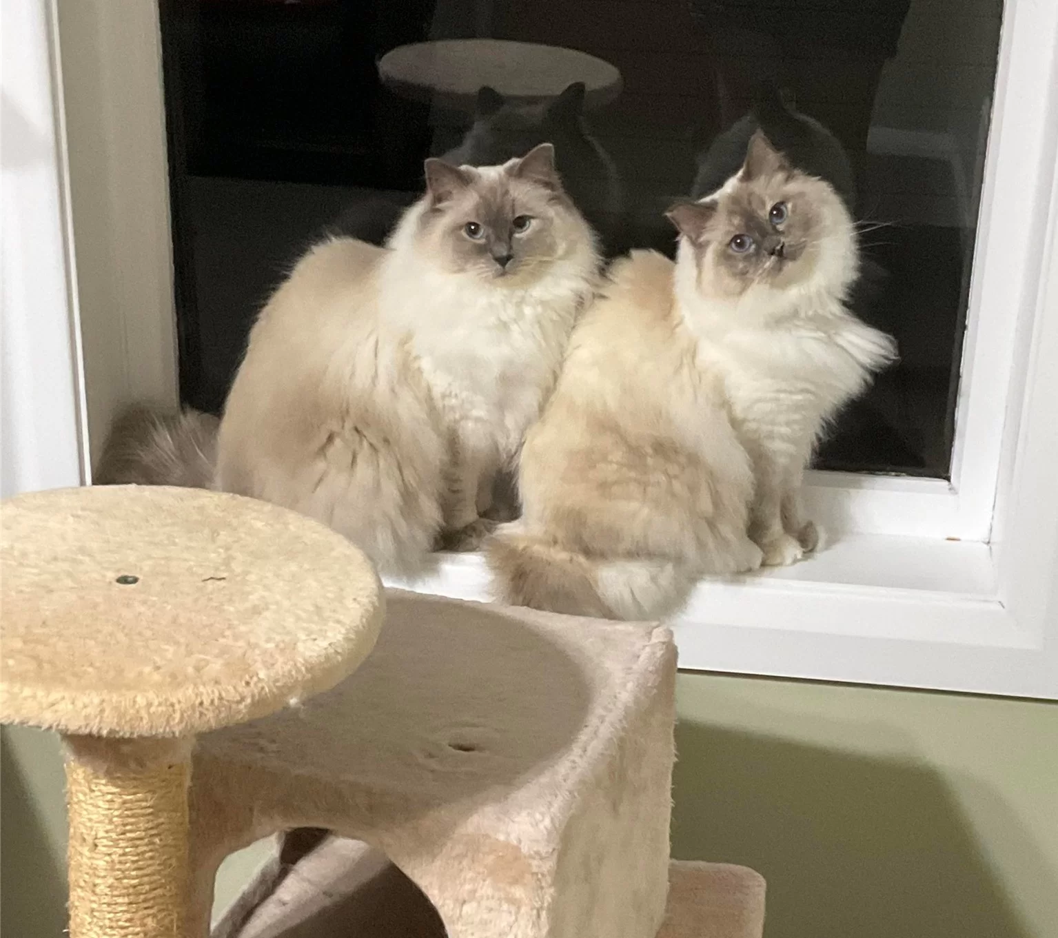 Ragroyalty Prince Arlo & Ragroyalty Princess Shiloh